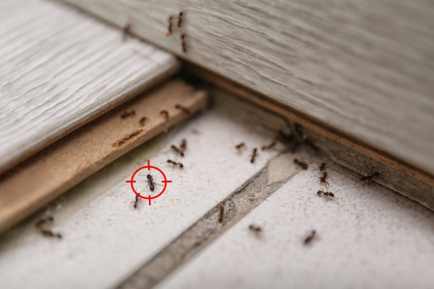 Best Rat Extermination Near Me  in Gold Hill, OR
